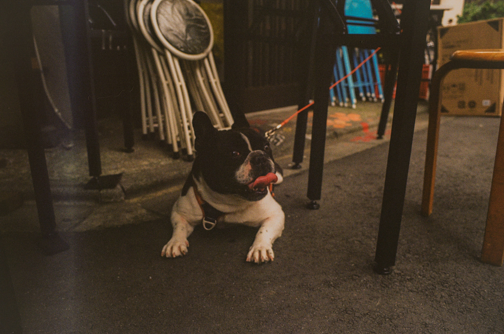Thirsty dog in the street