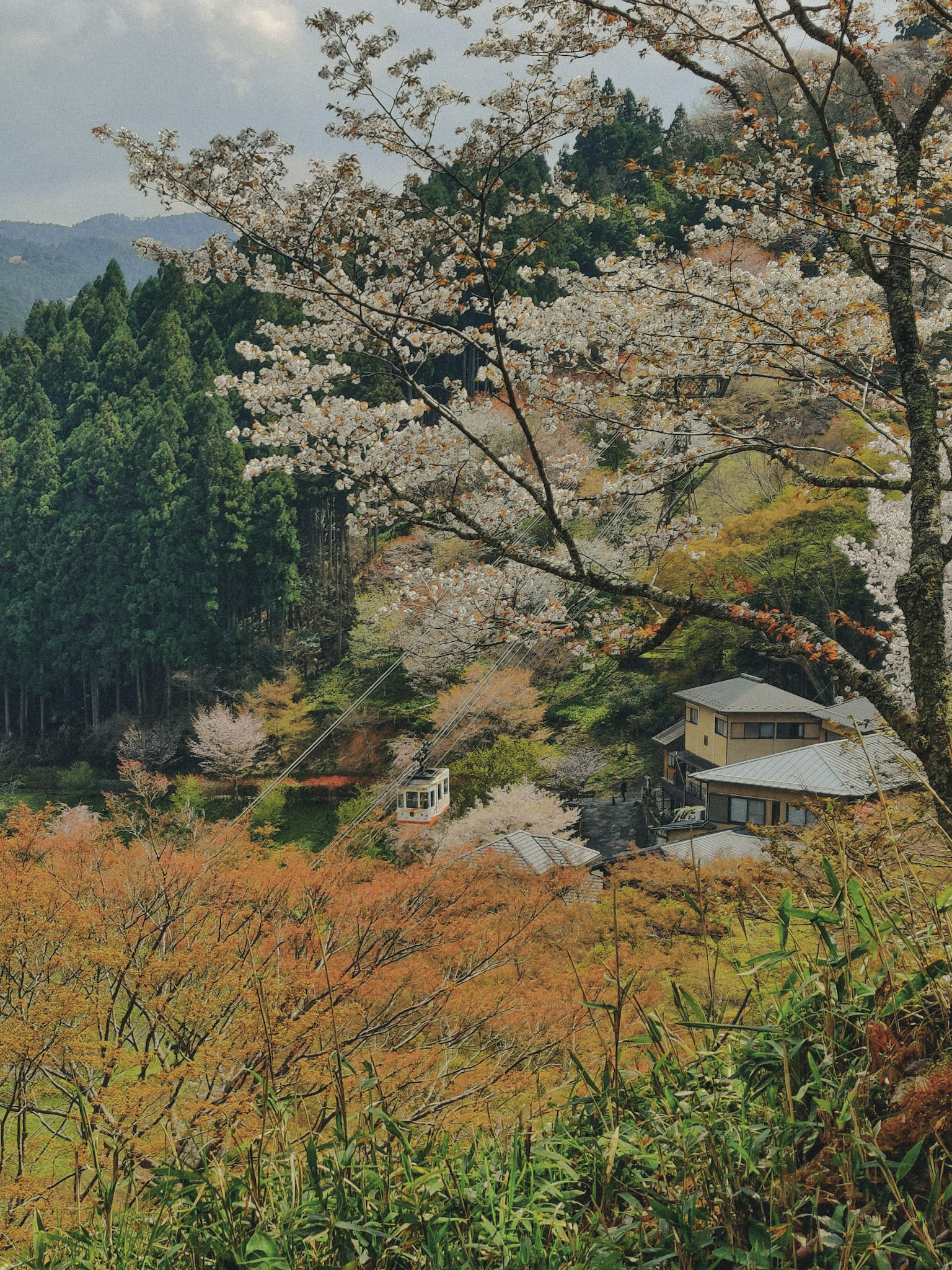 Sakura forest (吉野町)